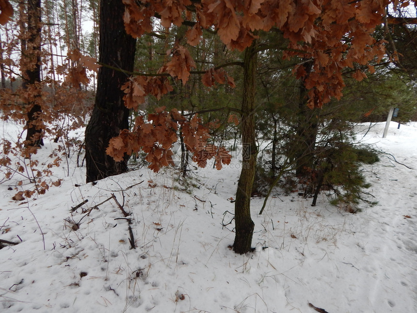 天线松树霜冬季森林雪中树木和植物图片