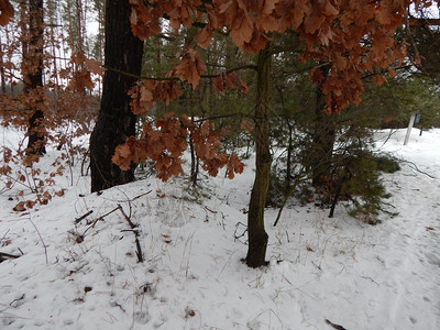 天线松树霜冬季森林雪中树木和植物图片
