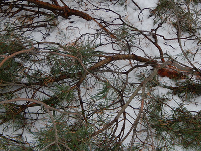 冬季森林雪中树木和植物山颜色霜图片