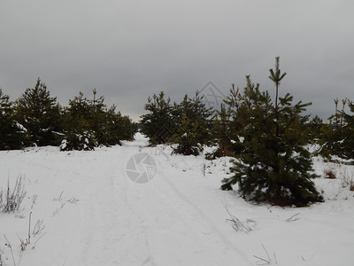 天线绿色湖冬季森林雪中树木和植物图片