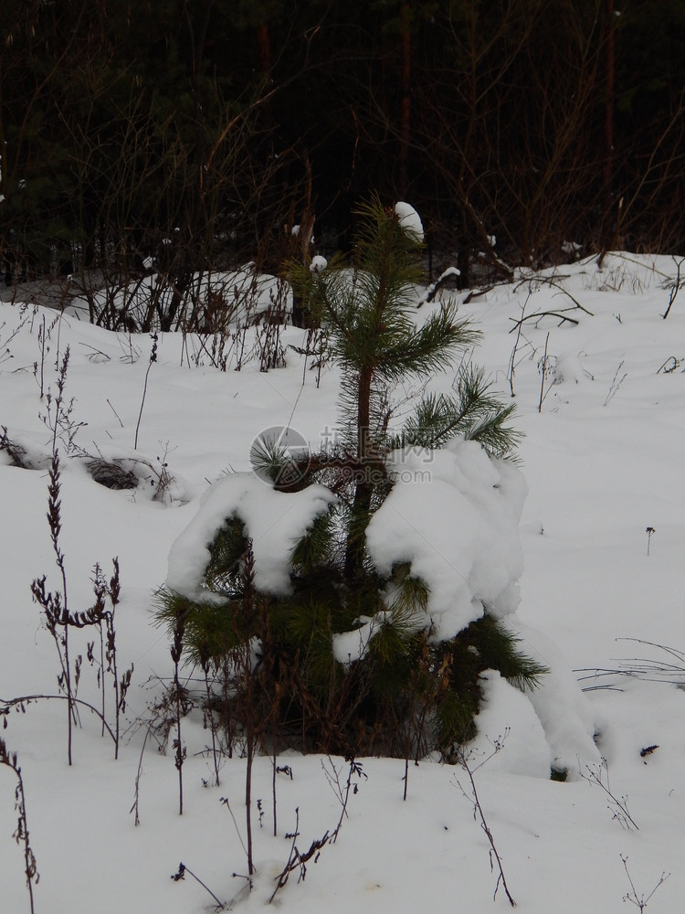 美丽冬季森林雪中树木和植物绿色冬天图片