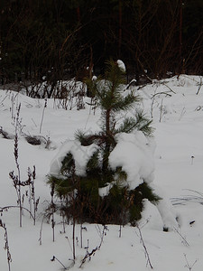 美丽冬季森林雪中树木和植物绿色冬天图片