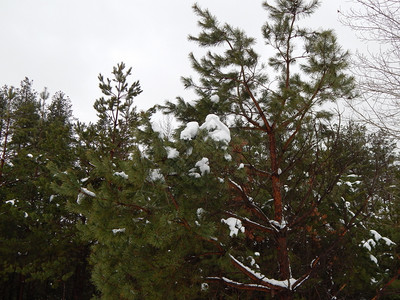 一月颜色冬季森林雪中树木和植物绿色图片