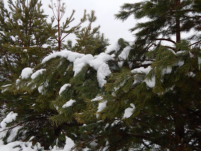 季节寒冷的门户14冬季森林雪中树木和植物图片