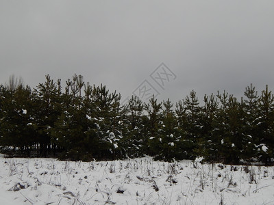 冬季森林雪中树木和植物景观霜一月图片
