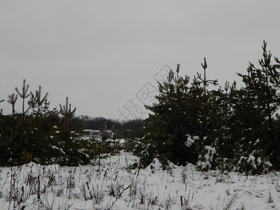 自然冬季森林雪中树木和植物蓝色的天线图片