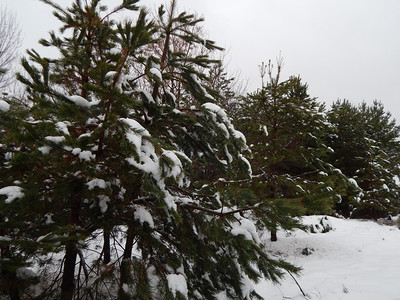 季节最佳颜色冬森林雪中树木和植物图片