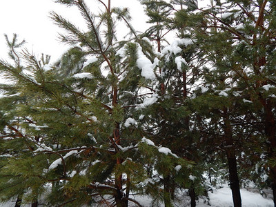 蓝色的霜冬季森林雪中树木和植物抽象的图片