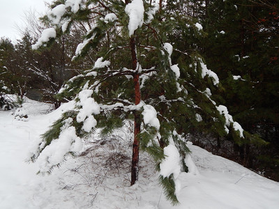 霜抽象的冬季森林雪中树木和植物绿色图片