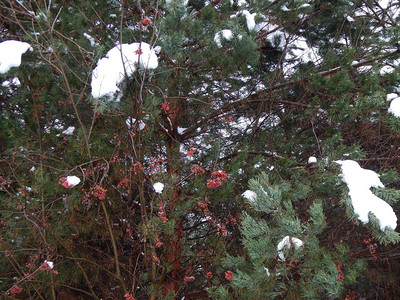 冬季森林雪中树木和植物最佳美丽山图片