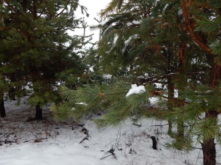 一月冬季森林雪中树木和植物颜色冬天图片