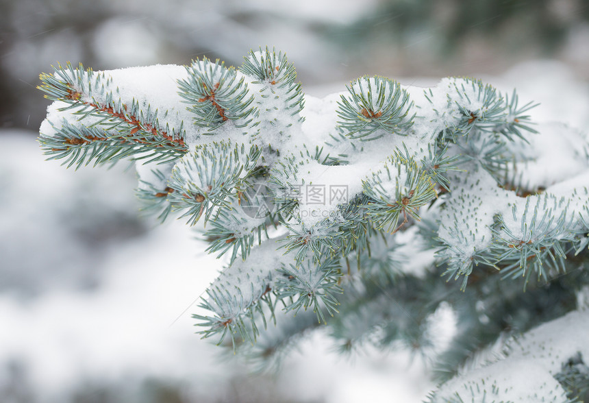 分支新的冬天森林树枝上覆满了积雪冷杉图片