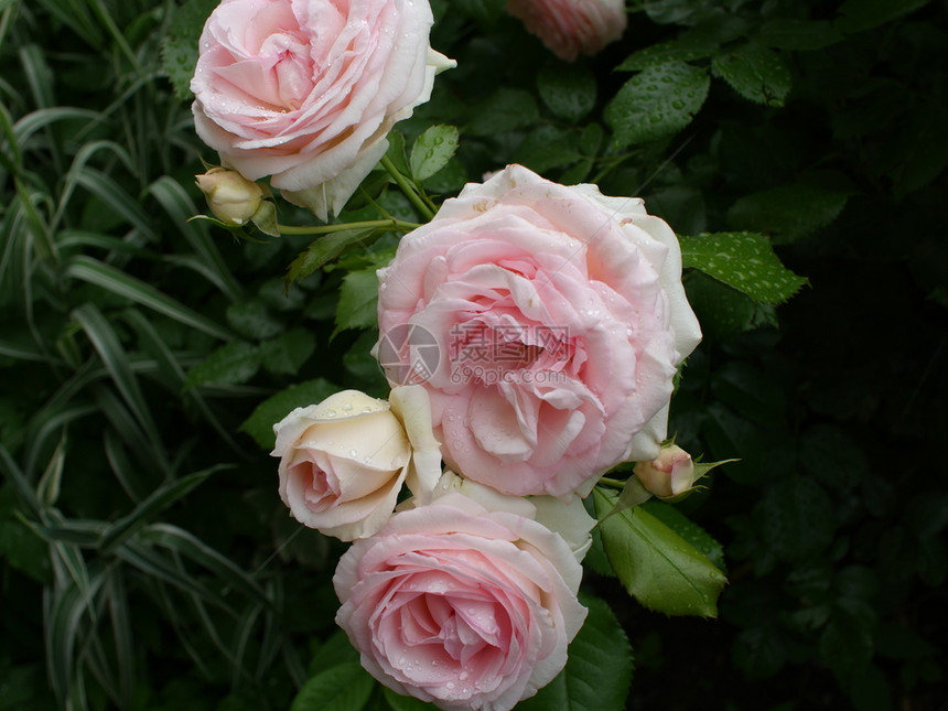 湿的玫瑰花瓣上粉红白玫瑰露珠植物群雨图片