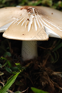 森林蘑菇户外分支图片