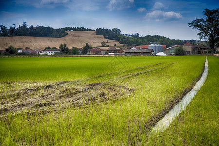 农场米长拖草原的稻田hdr图像关注的低部分季节图片