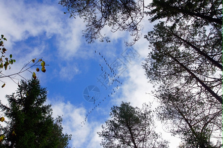 苍蝇鹤的飞行从树上过自然野生动物图片
