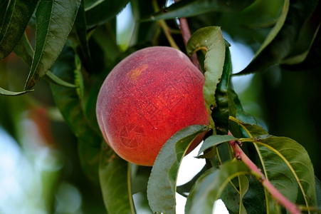 树甜的桃新夏子几乎做好收成的准备并交付给农民市场苹果背景图片