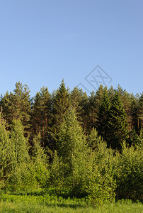 森林边缘绿草蓝天空的树木户外景观冷杉图片