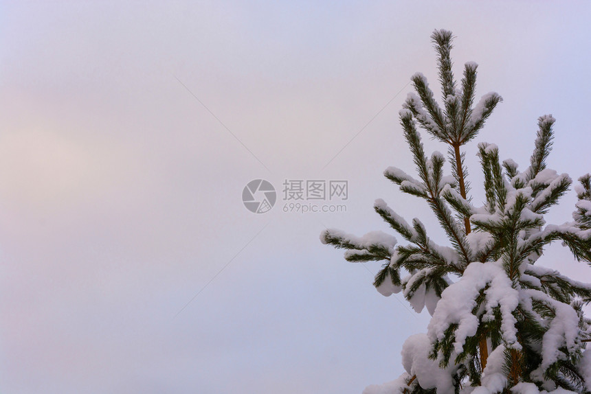 绿色松树枝上面覆满白雪以对抗阴云的灰色天空分支机构冷冻冬天图片