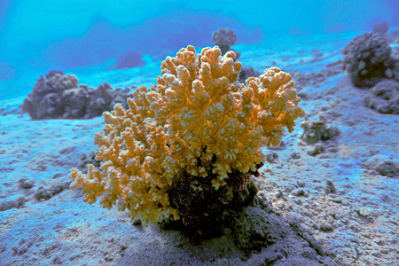 旅行天空水海上黄珊瑚图片