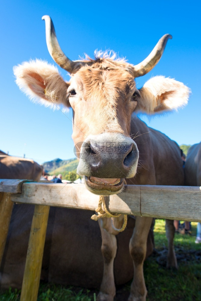 绿色农场牛肉在阳光明媚的日子里在一个有栅栏的山区图片
