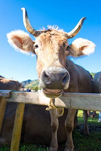绿色农场牛肉在阳光明媚的日子里在一个有栅栏的山区图片