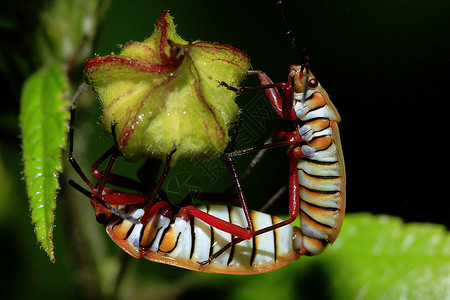 错误绿色黄蜂橙甲虫正在繁殖图片