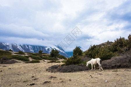 白马在高山上放牧尼泊尔云中积雪的山顶喜马拉雅旅行草图片