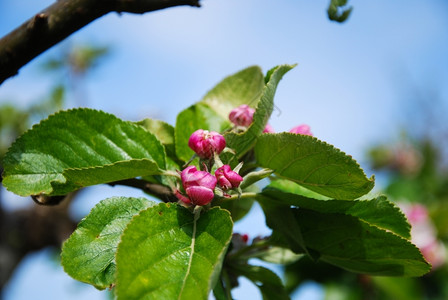 植物群园艺蓝色天空的苹果花芽和绿叶美丽的图片