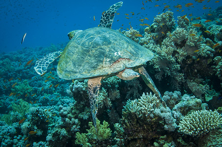 Hawksbill海龟游在清蓝的洋中看着摄像机动物玳瑁水肺图片
