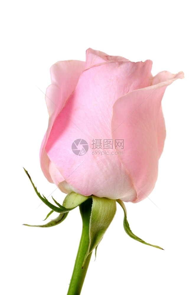 花瓣粉红玫瑰瓶中白色背景的花朵美丽图片