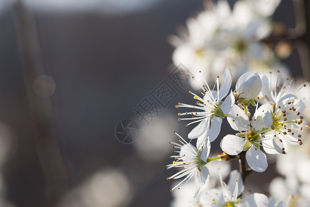 美丽的春天自然背景中的梅花早午餐自然背景中的梅花李子时间图片