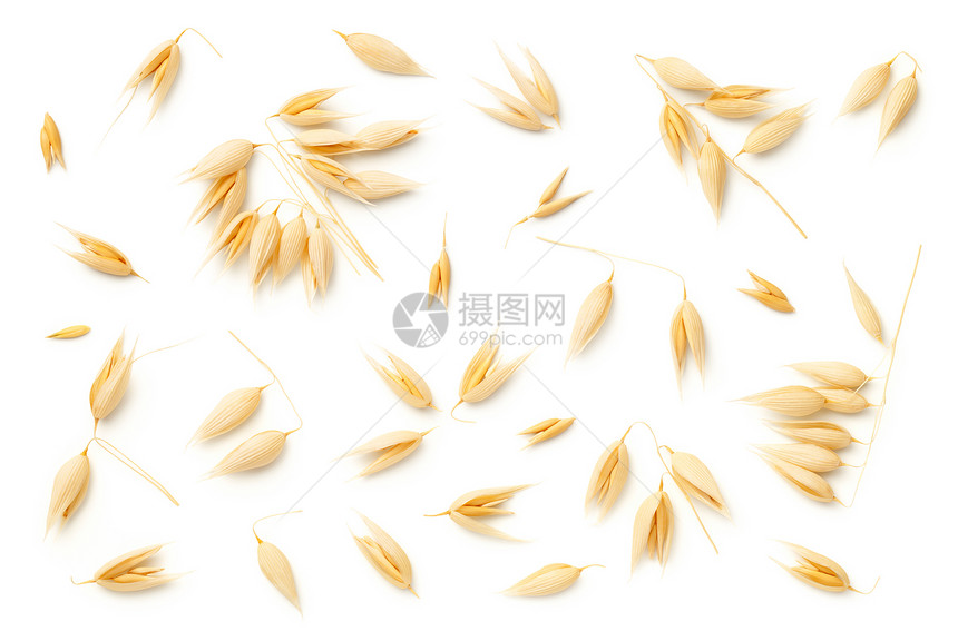 燕麦收藏富劳卡白色背景上隔绝的燕子植物顶视图平面图片