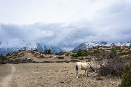 场景旅行最高额白马在山上放牧尼泊尔云中积雪的山顶图片