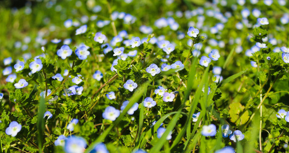 花园鲜蓝草地全盛开的蓝色小花朵波斯语蓝色的图片