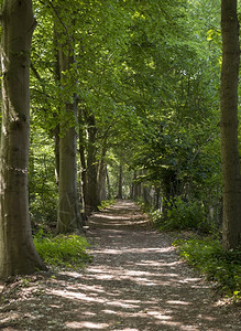 旅行带树木阳光和阴影的森林步行道路阴凉图片
