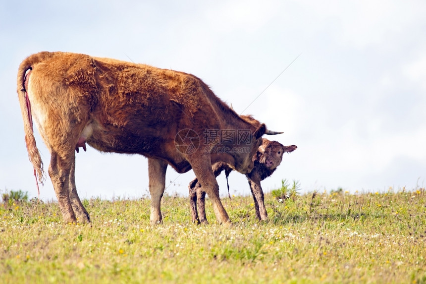 动物农业村新生婴儿幼牛母和新生儿小关心图片