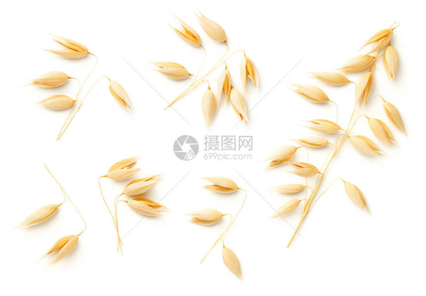 白色背景上隔绝的燕子植物顶视图平面富劳卡自然玉米图片