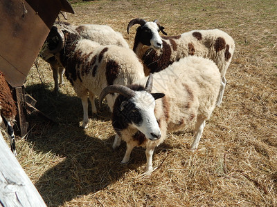 牛奶乡村的动物牧羊在草地上放群在场上放图片