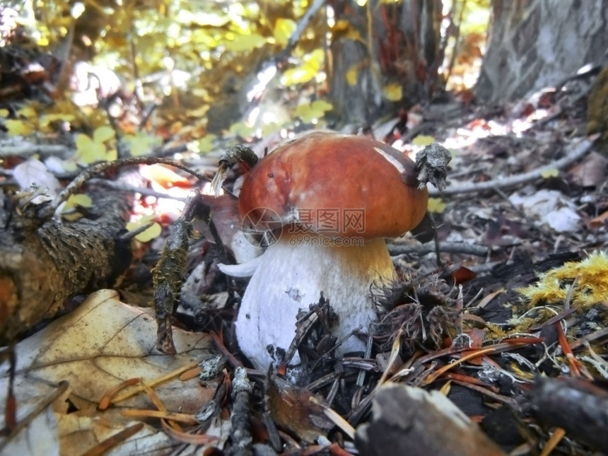 落下闪耀带棕色帽子和白棍的蘑菇自然图片