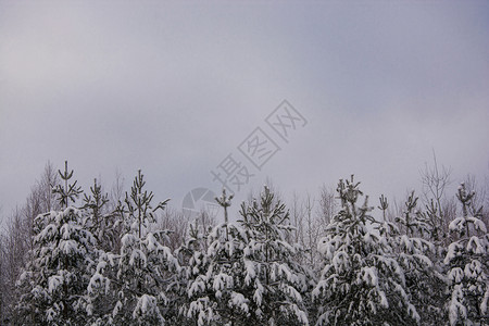 森林一种小松树覆盖着白雪寒冬天顶着灰云的空色背景图片