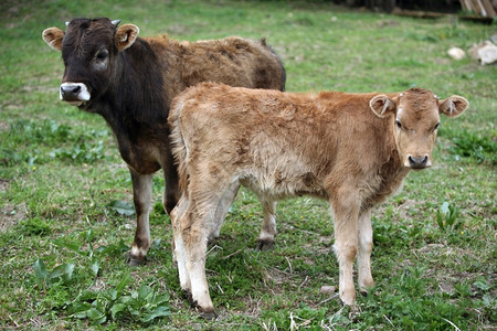 外部兽两只年轻的幼牛在农村法院出庭草图片