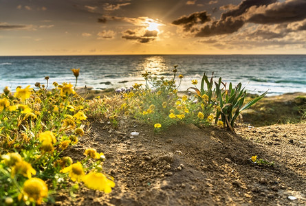 支撑地中海度假边的浪漫日落海洋假人类发展报告以色列图片