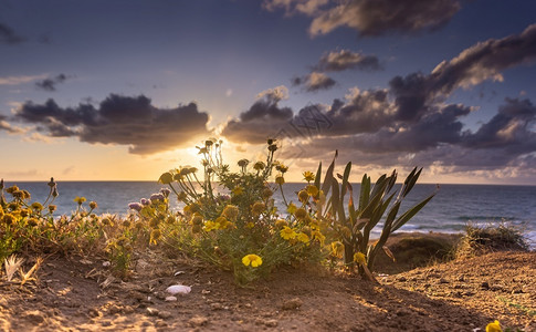 支撑地中海度假边的浪漫日落海洋假草人类发展报告图片