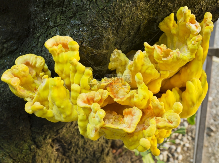 日志湿树干在意大利Ravenna的一棵树上生长明黄色真菌图片