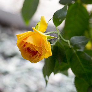 花瓣夏天黄玫瑰在花园中方形春天图片