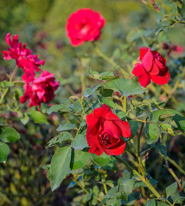颜色花的叶子红玫瑰园图片