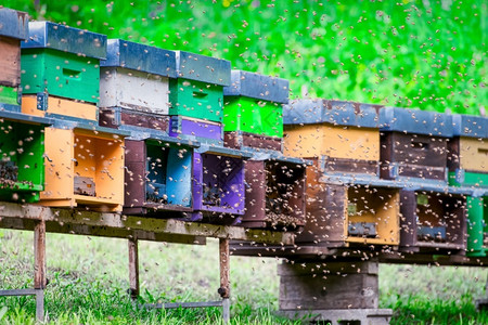 养蜂业群的环绕巢飞翔蜜农业图片
