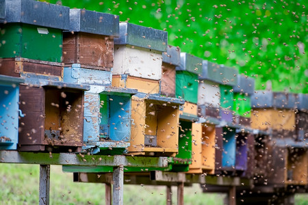 许多蜜蜂环绕巢飞翔养人乡村的夏天图片