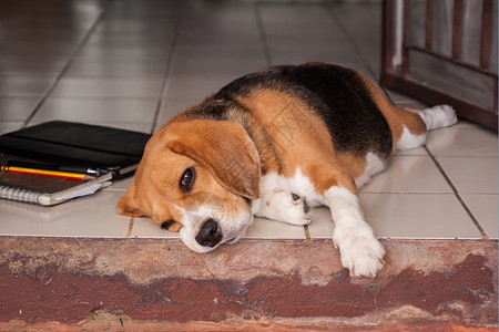 犬类笔记本三色Beagle躺在门边睡一觉图片